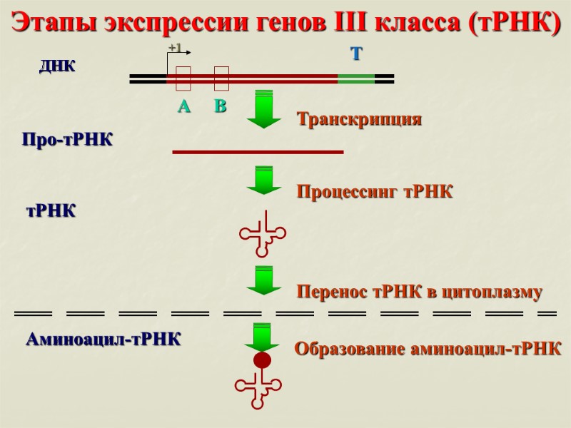 Этапы экспрессии генов III класса (тРНК)
